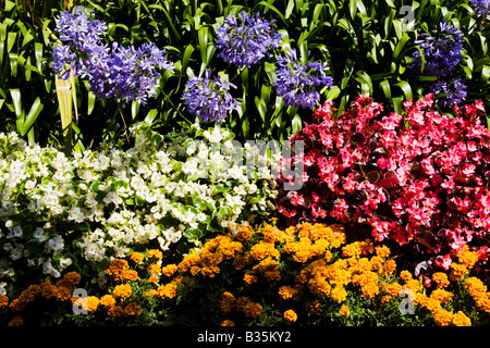 Marigold et des tournesols en fleurs jardin Banque D'Images