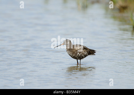 Chevalier arlequin Tringa erythropus en plumage d'été Juillet Royaume-uni Banque D'Images