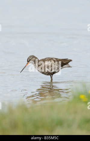 Chevalier arlequin Tringa erythropus en plumage d'été Juillet Royaume-uni Banque D'Images