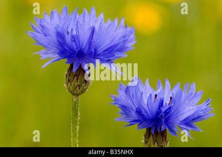 Deux barbeaux dans une prairie en fleurs - les fleurs bleu vif contre green. Banque D'Images