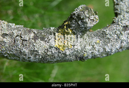 De plus en plus, la direction générale des lichens sur Warrington, England, Printemps 2008 Banque D'Images