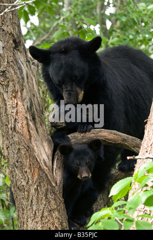 Mère de l'ours noir et cub Urus americanus dans l'arbre d'Amérique du Nord Banque D'Images