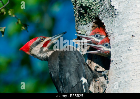 Pic mineur Picoides pubescens nourrir les oisillons au nid E USA Banque D'Images