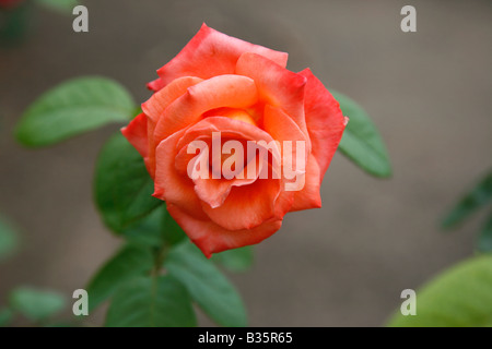 Une Rose Orange Banque D'Images