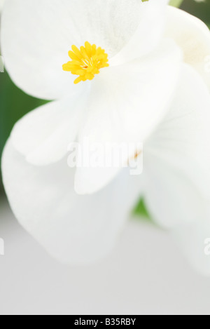 Begonia blossom, close-up Banque D'Images