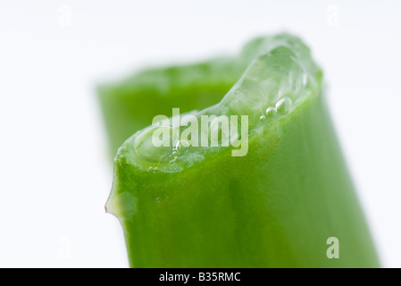 Feuille d'aloe vera gel et, close-up Banque D'Images