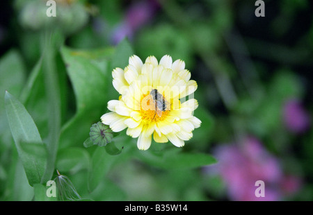 Abeille sur souci ( calendula officinalis ), Warrington, Angleterre, Été 2008 Banque D'Images