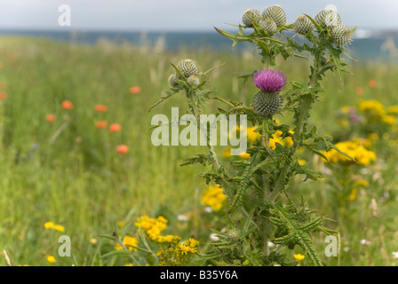 Chardon et de fleurs sauvages, Balranald, North Uist, Western Isles Banque D'Images