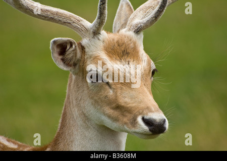 Close up de daims stag en Knole Park à Sevenoaks dans le Kent Banque D'Images