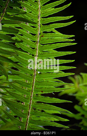 Une épée commune, fougère Polystichum munitum, à Washington's Mount Baker-Snoqualmie National Forest. Banque D'Images