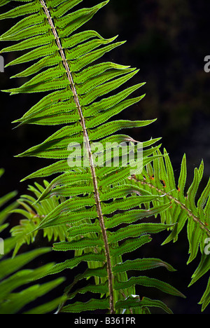 Épée commune, fougère Polystichum munitum. Banque D'Images