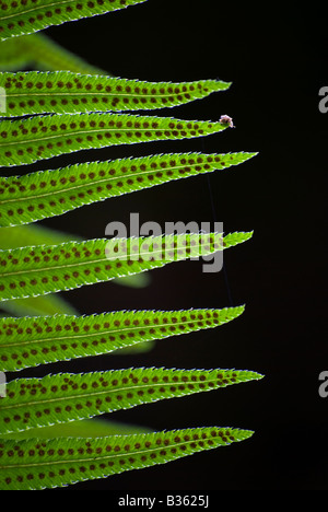 Une épée commune, fougère Polystichum munitum, à Washington's Mount Baker-Snoqualmie National Forest. Banque D'Images