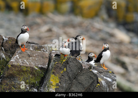 Un groupe de macareux moine, Fratercula arctica, sur des rochers, à l'île de mai, Firth of Forth, Ecosse, Royaume-Uni Banque D'Images