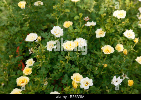 Une petite haie de roses jaunes Banque D'Images