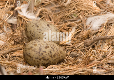 Les oeufs des Goélands argentés (Larus occidentalis Western Banque D'Images