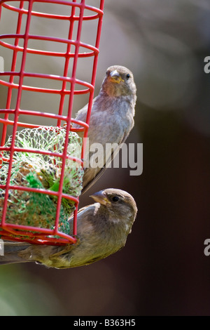 Moineau domestique (Passer domesticus) de manger du gras en boule d'alimentation jardin Banque D'Images