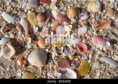 Du sable, des coquillages et des morceaux de faire un shell colorée sur 11 Mile Beach à Barbuda Antilles Banque D'Images