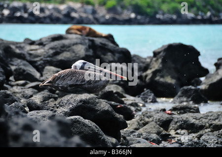 Un pélican adultes repose sur les rochers de l'océan, avec Ocean Spray et d'un lion de mer couchage visible dans la distance. Banque D'Images