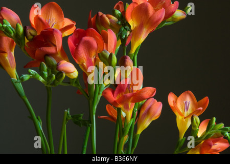 Couper les fleurs de freesia rouge photographié clé faible Banque D'Images