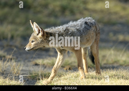 Noir juvénile chacal (Canis mesomelas adossés) regarder quelque chose dans l'herbe, Ndutu Ngorongoro, en Tanzanie, Banque D'Images