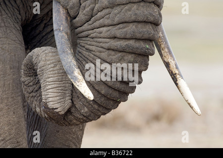 Libre du tronc et des défenses d'un éléphant d'Afrique (Loxodonta africana), Ngorongoro, en Tanzanie, Ndutu Banque D'Images