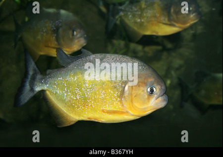 Piranhas nager dans un grand cirque rocheux Banque D'Images