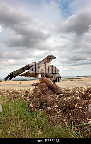 Buteo buteo Buzzard sur lapin Therfield Hertfordshire Banque D'Images