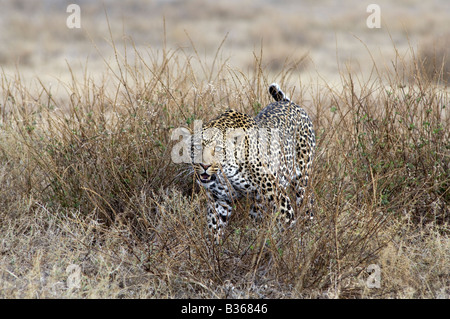 Leopard africaine en marche hommes l'herbe haute, à l'aide de la végétation comme camouflage (Panthera pardus), Ngorongoro, en Tanzanie, Ndutu Banque D'Images