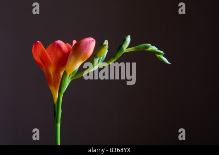 Seule coupe fleur freesia rouge photographié clé faible Banque D'Images