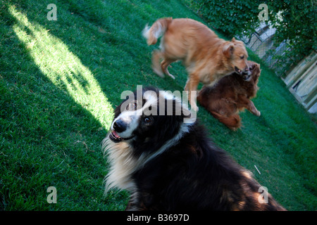 Un vieux chien border collie regarde deux golden retrievers jouent dans l'arrière-cour Banque D'Images