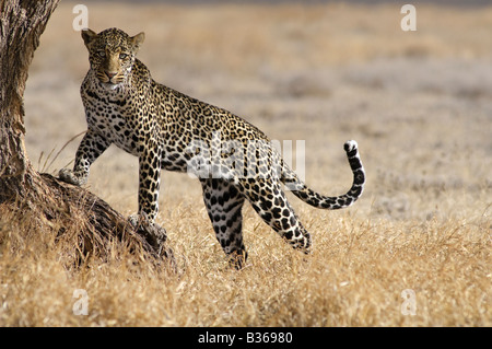 Léopard africain, homme d'essayer de grimper dans un arbre (Panthera pardus), Ngorongoro, en Tanzanie, Ndutu Banque D'Images