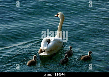 Cygne muet, Cygnus olor, avec les poussins Banque D'Images