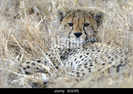 Cheetah cub de vous détendre dans le gras (Acinonyx jubatus) Ndutu Ngorongoro, en Tanzanie, Banque D'Images