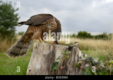 Huppé Vanellus unsi sur se connecter avec kill Potton Bedfordshire Banque D'Images