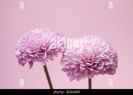 Chrysanthèmes Banque D'Images