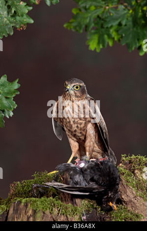 Huppé Vanellus unsi sur se connecter avec kill Potton Bedfordshire Banque D'Images