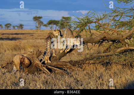 La litière Cheetah cubs adultes ludique escalade un arbre (Acinonyx jubatus), Ngorongoro, en Tanzanie, Ndutu Banque D'Images