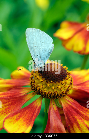 HOLLY ( CELASTRINA ARGIOLUS PAPILLON BLEU) sur HELENIUM FIESTA Banque D'Images