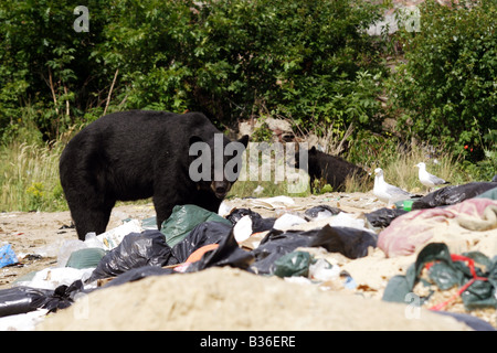 L'ours noir les ordures à la recherche de nourriture au site dépotoir à Killarney Ontario Canada Banque D'Images