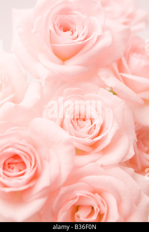 Roses roses Banque D'Images