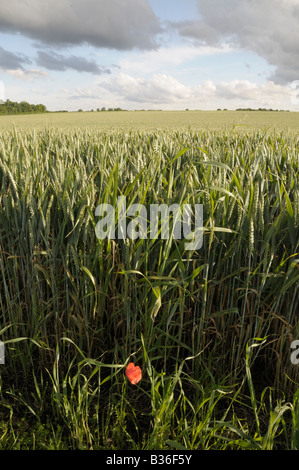 Coquelicot solitaire sur le bord d'un champ de blé avec ciel nuageux, d'Archingeay, France Banque D'Images