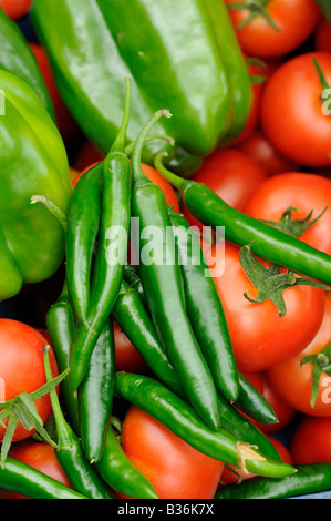 Gros plan de la moisson à effet de serre cultivées de poivrons doux piments et tomates UK Août Banque D'Images