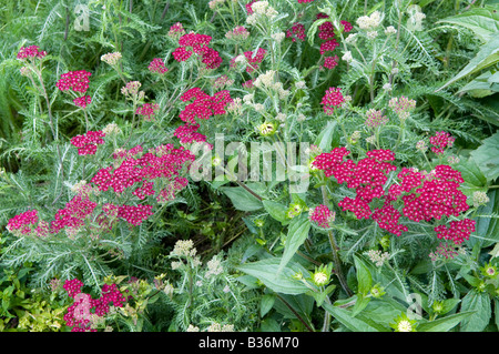 L'Achillea millefolium 'Cerise Queen' Banque D'Images