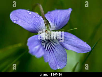 Violette (Viola riviniana chien) Banque D'Images