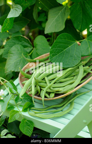 Accueil Haricots biologiques cultivés dame blanche fraîchement cueilli dans bol en bois sur chaise de jardin Banque D'Images