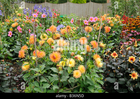 Dahlia border en pleine floraison dans le jardin d'été Août Royaume-uni Norfolk Banque D'Images