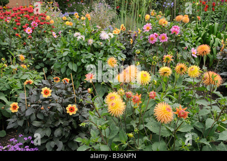 Dahlia border en pleine floraison dans le jardin d'été Août Royaume-uni Norfolk Banque D'Images