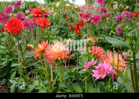 Dahlia border en pleine floraison dans le jardin d'été Août Royaume-uni Norfolk Banque D'Images