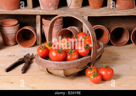 Accueil fraîchement cueillis dans les tomates cultivées dans trug paramètre rempotage rustique Banque D'Images