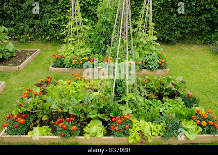 Fleurs et légumes sur des lits surélevés y compris des soucis petits pois Laitue Haricots Betteraves Norfolk UK Juin Banque D'Images